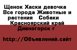 Щенок Хаски девочка - Все города Животные и растения » Собаки   . Красноярский край,Дивногорск г.